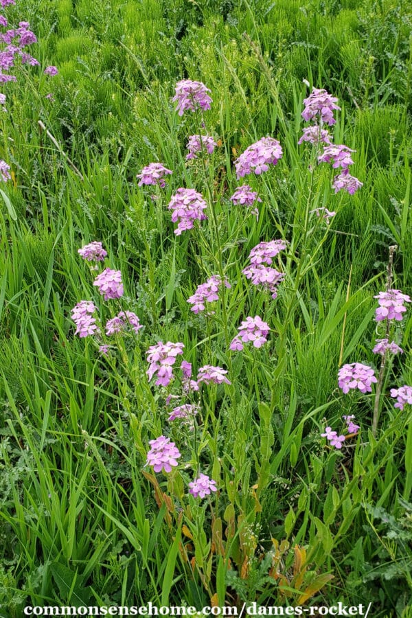 Dame's rocket plants