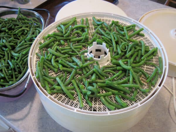 dehydrating green beans