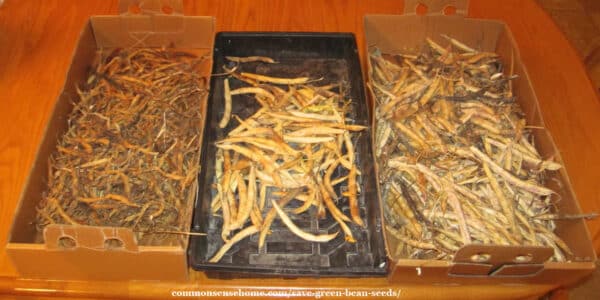 drying beans seeds in the pod