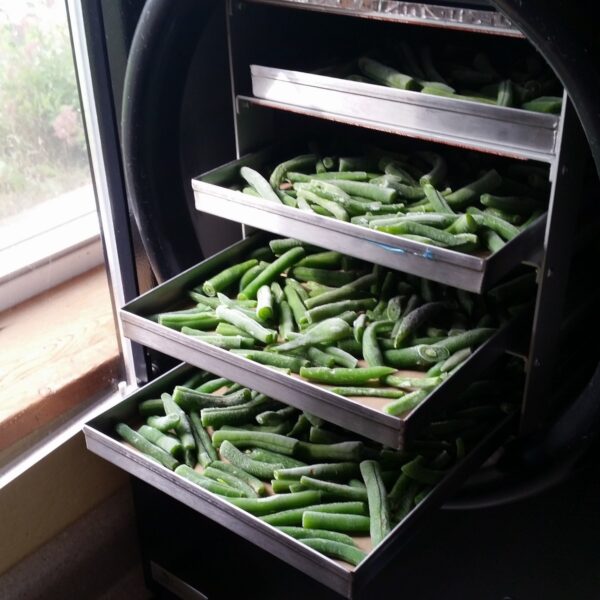 freeze drying green beans