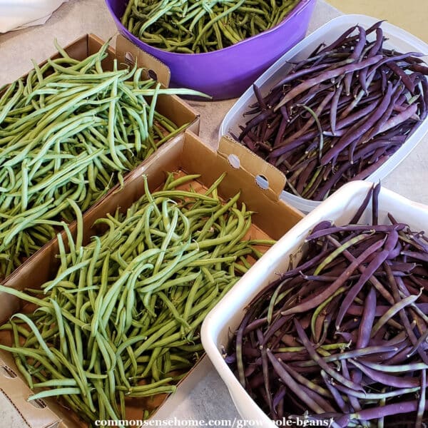 fresh picked green and purple pole beans