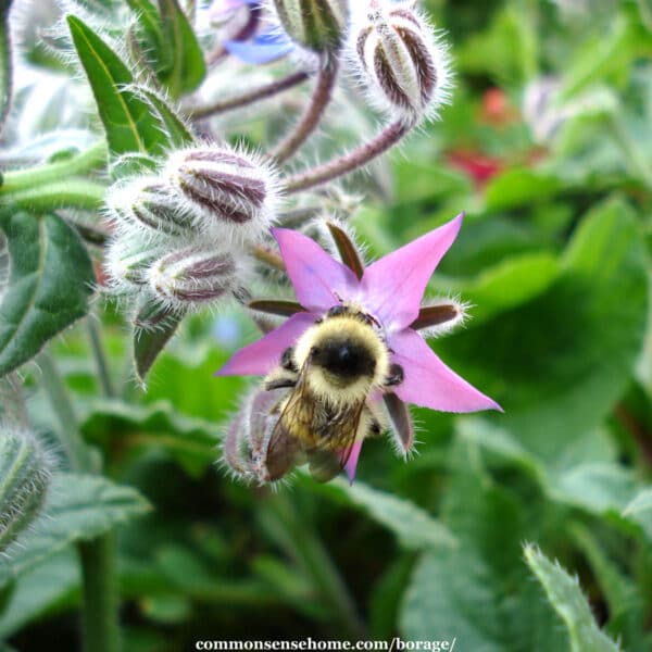 Edible Flowers - from Apple Blossoms to Zucchini