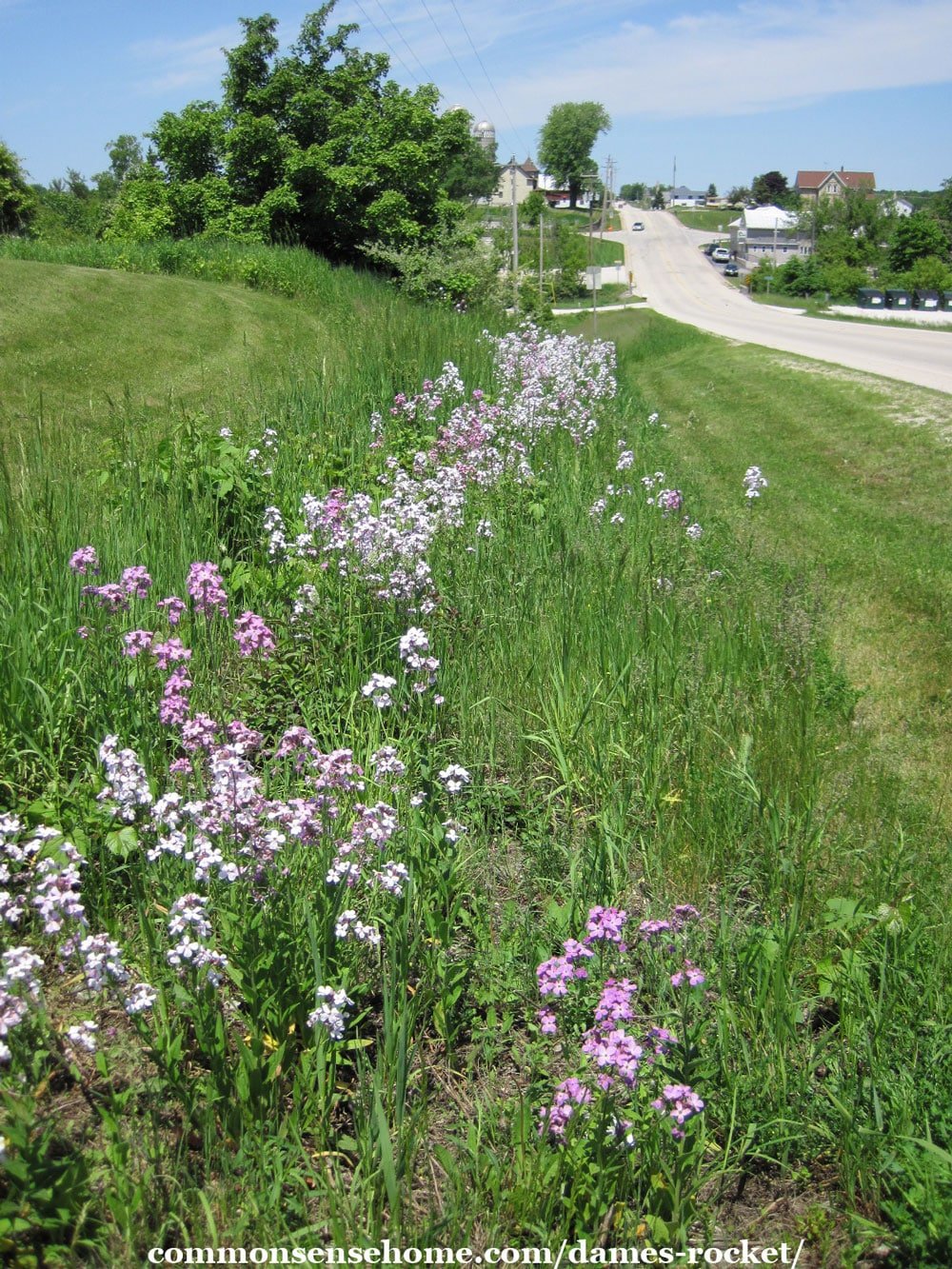 roadside patch of Dame's rocket