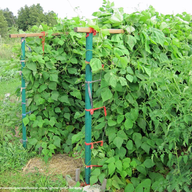 Grow Pole Beans with This Easy Trellis System