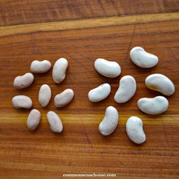 saved bean seeds - dry on left, not dry on right