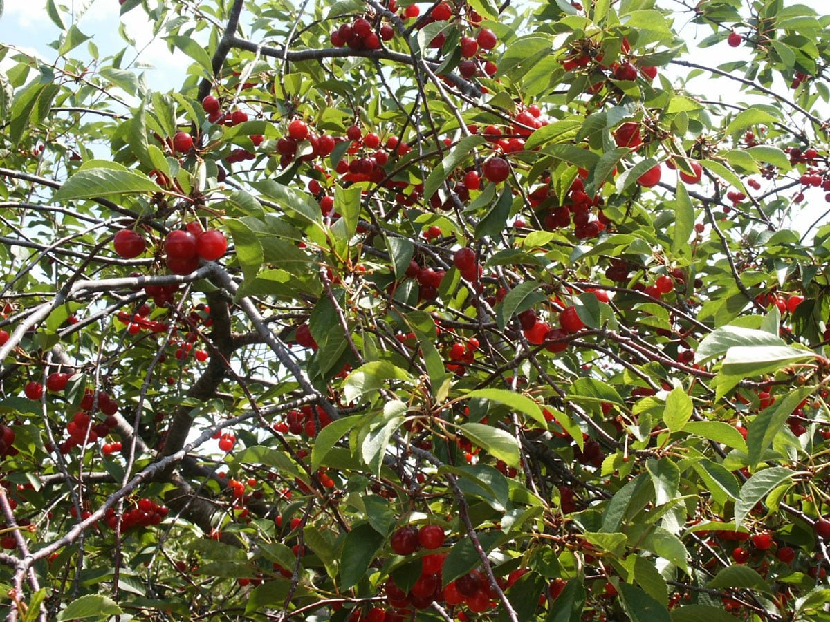 tart cherries on tree