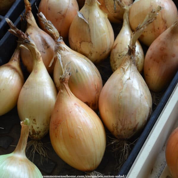 ailsa craig onions