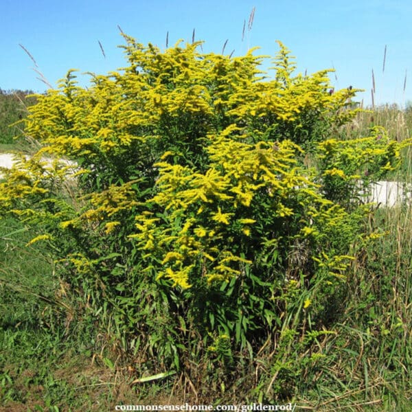 Solidago canadensis plant