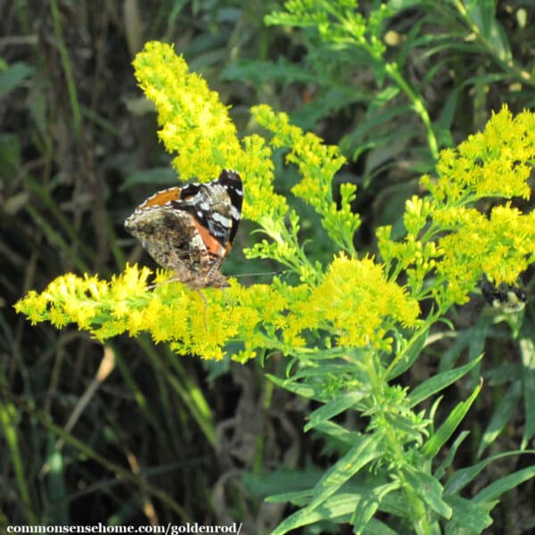 Solidago canadensis with butterfly