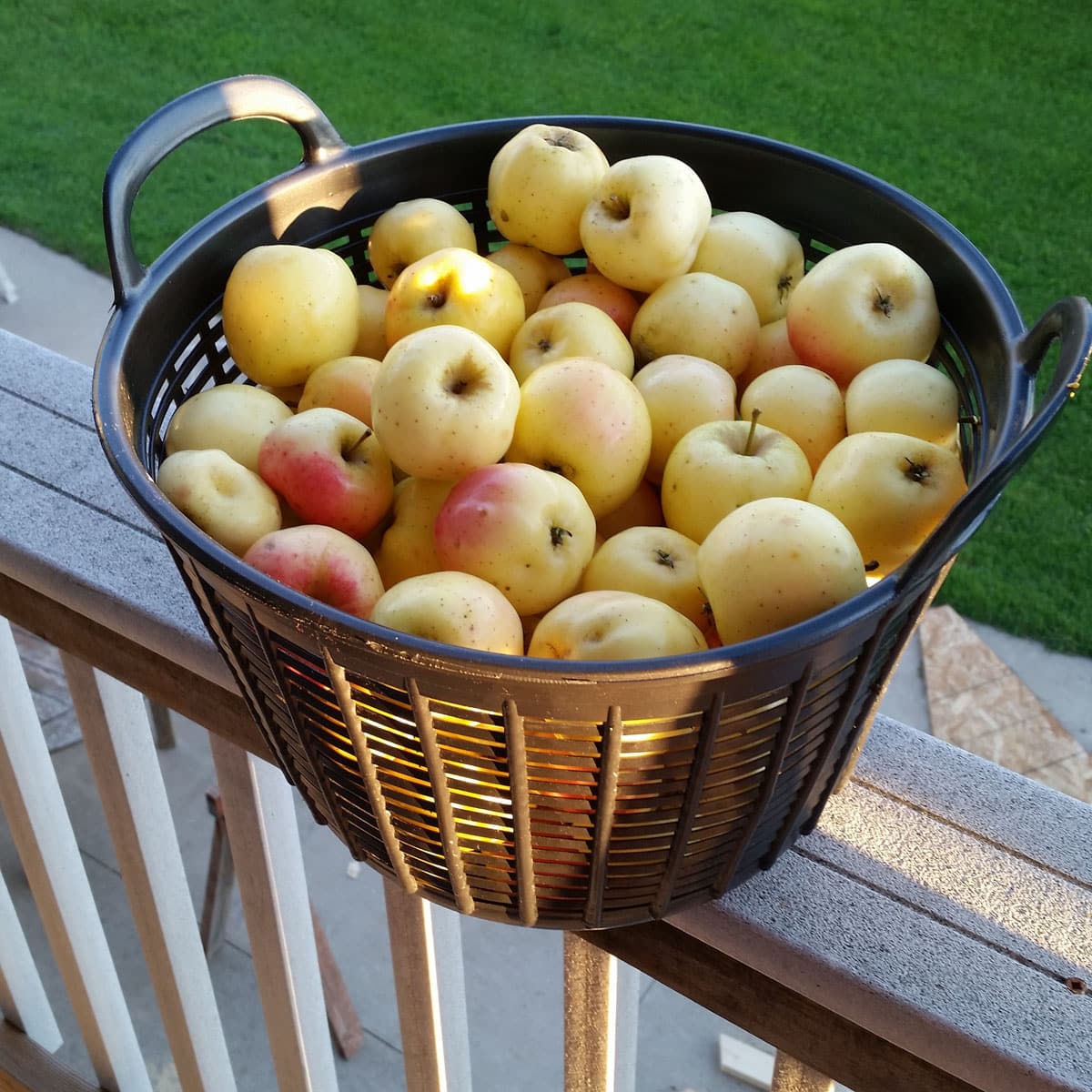 basket of crabapples