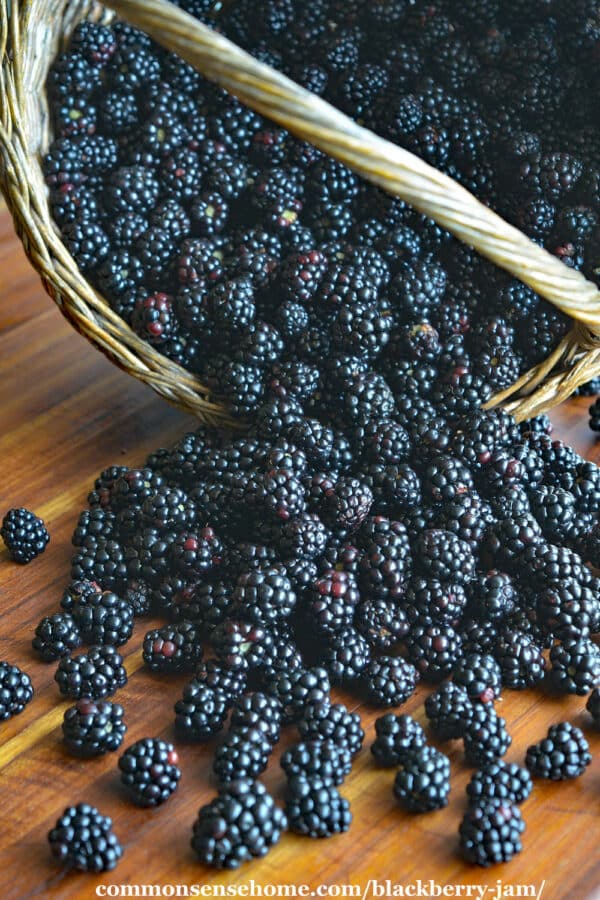 blackberries