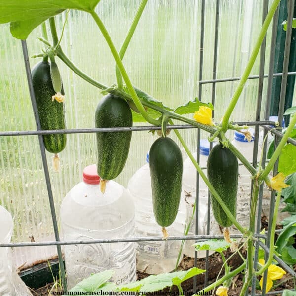 cucumbers on trellis