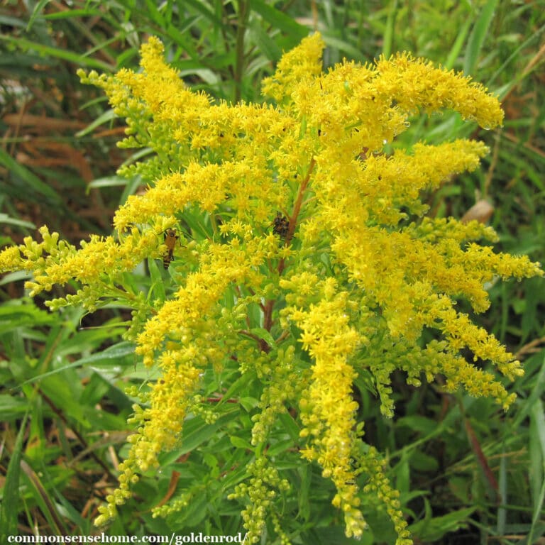 goldenrod flowers