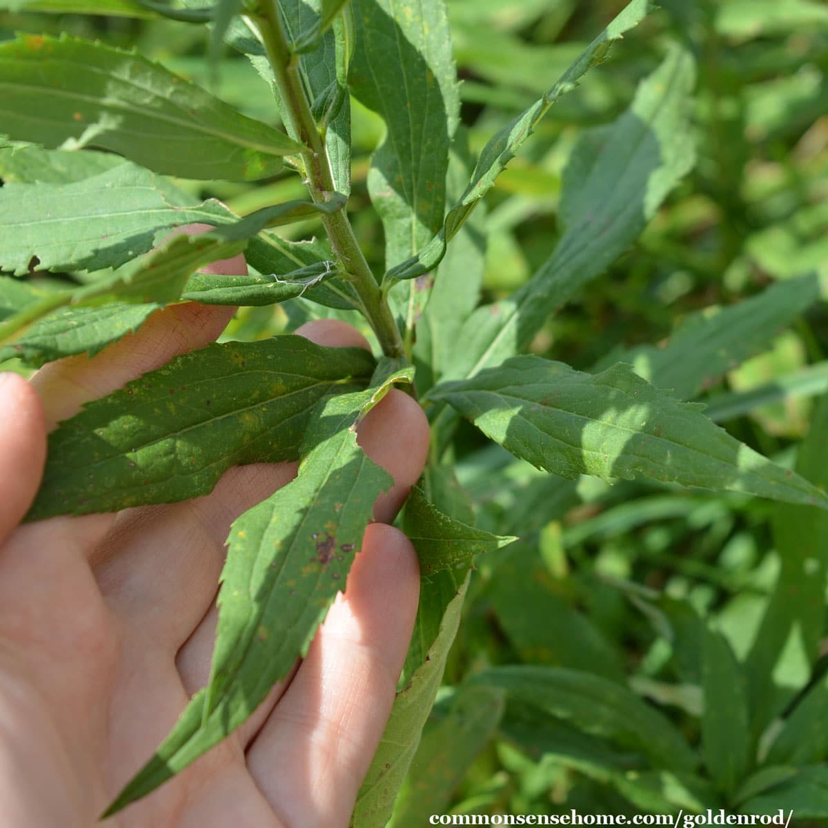 goldenrod leaves