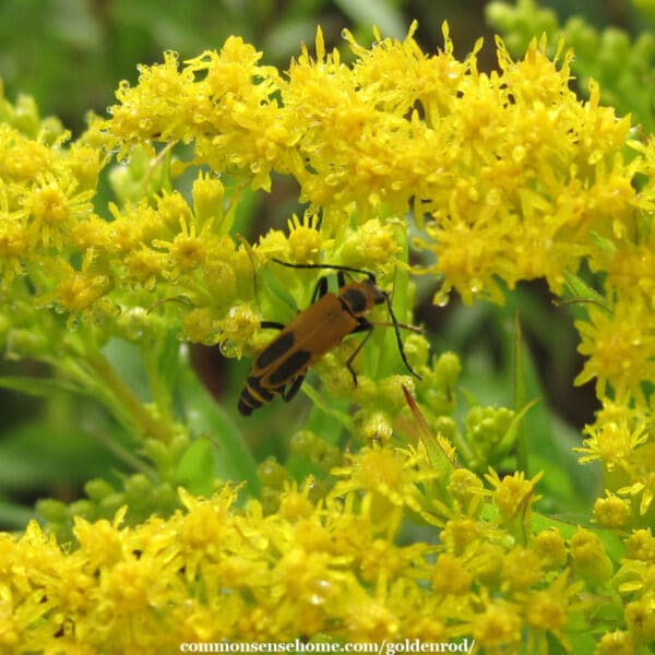 goldenrod soldier beetle