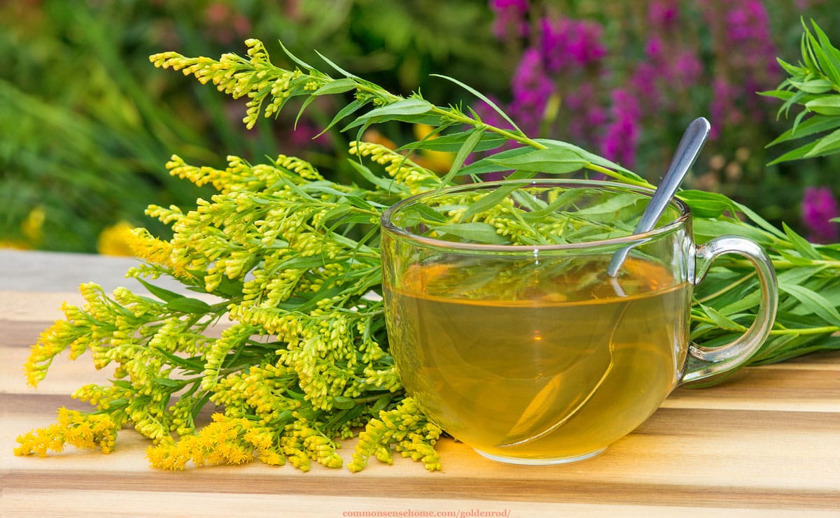 goldenrod tea