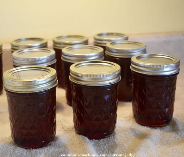 jars of currant jelly