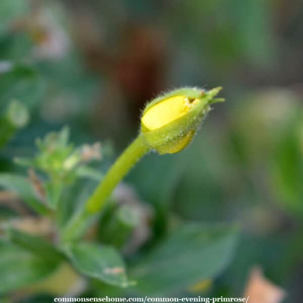 Oenothera biennis flower bud