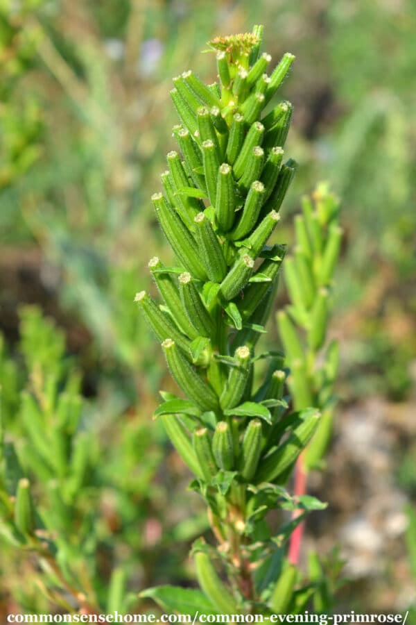 Oenothera biennis unripe seed pods