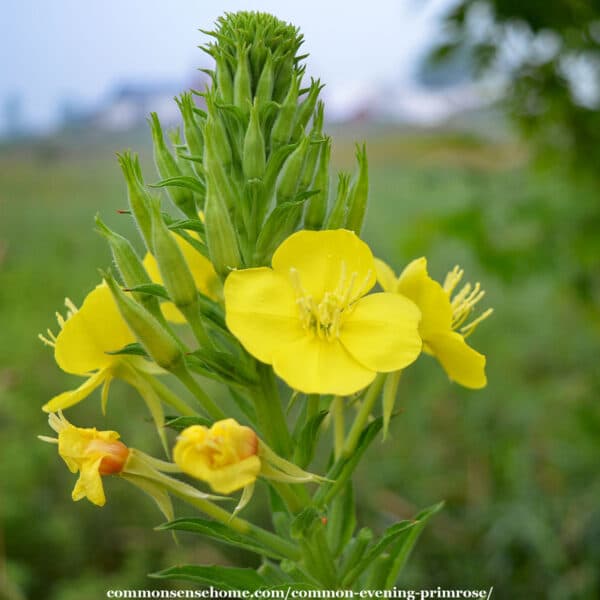 Common Evening Primrose flower