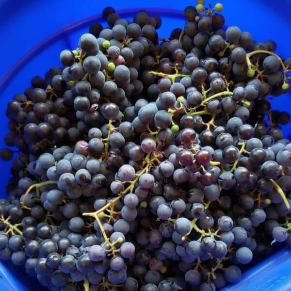 concord grapes