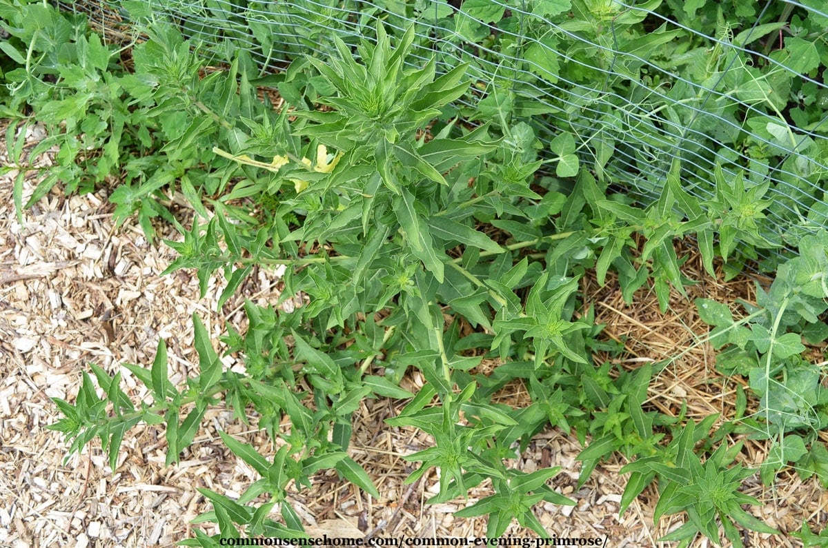 evening primrose plant