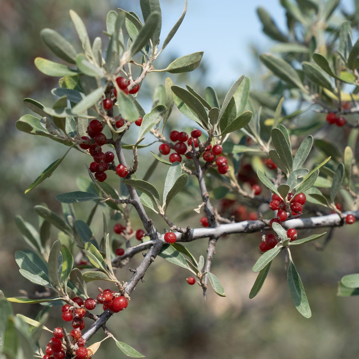 Buffaloberry (Shepherdia argentea)