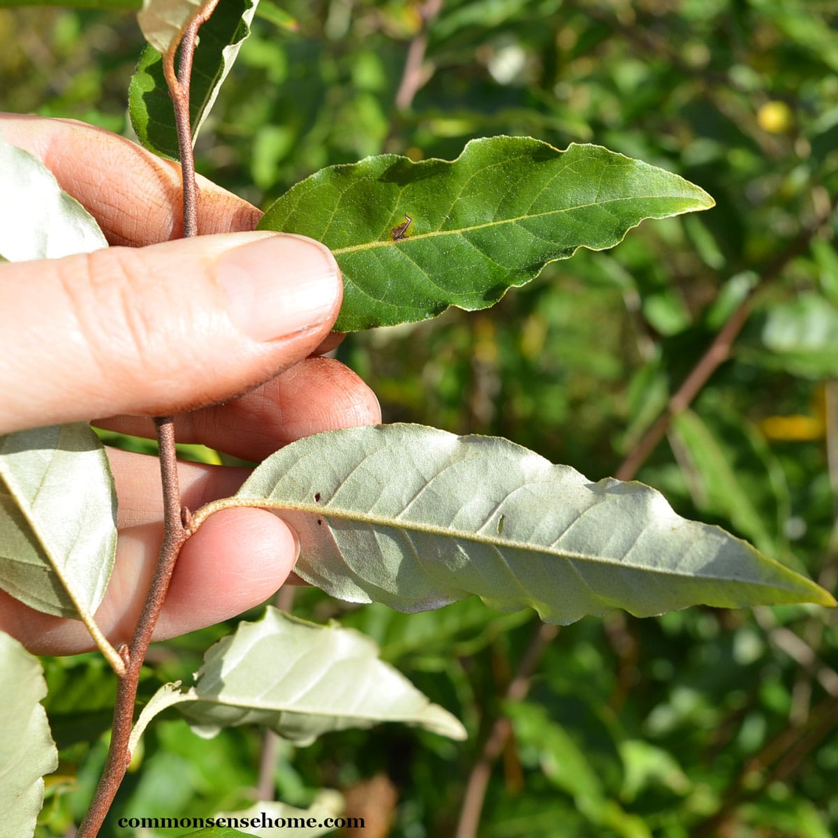 Elaeagnus umbellata leaves