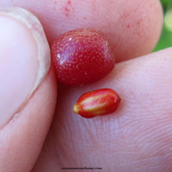 Elaeagnus umbellata seed