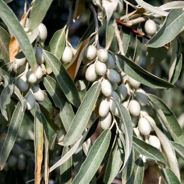 Russian olive (Elaeagnus angustifolia)