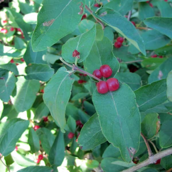 Tartarian honeysuckle