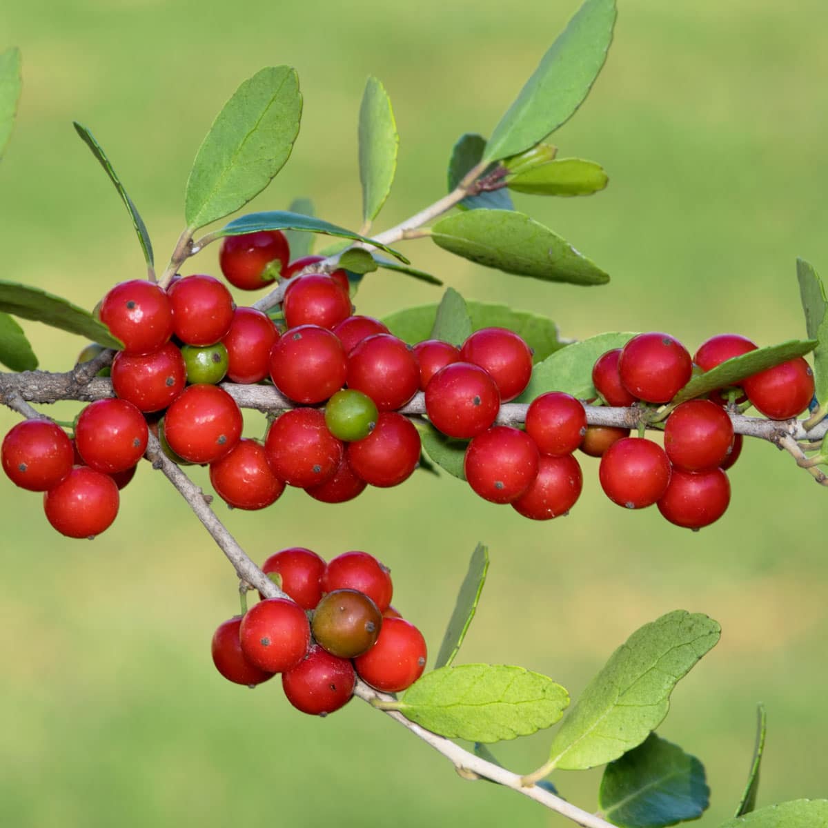 Yaupon holly (Ilex vomitoria)