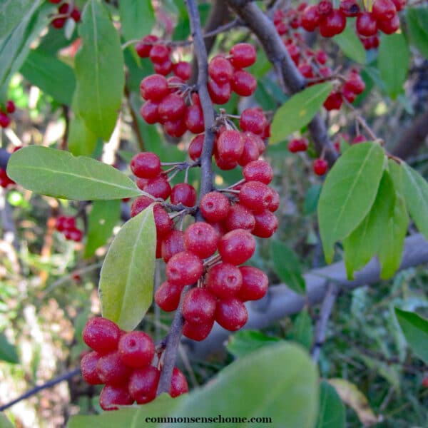 ripe red autumn olive berries on plant