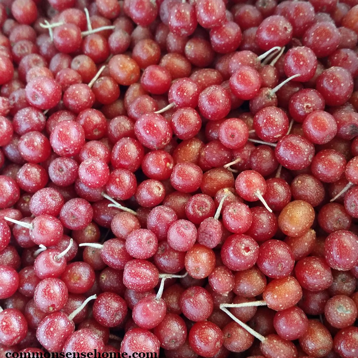 autumn olive berries