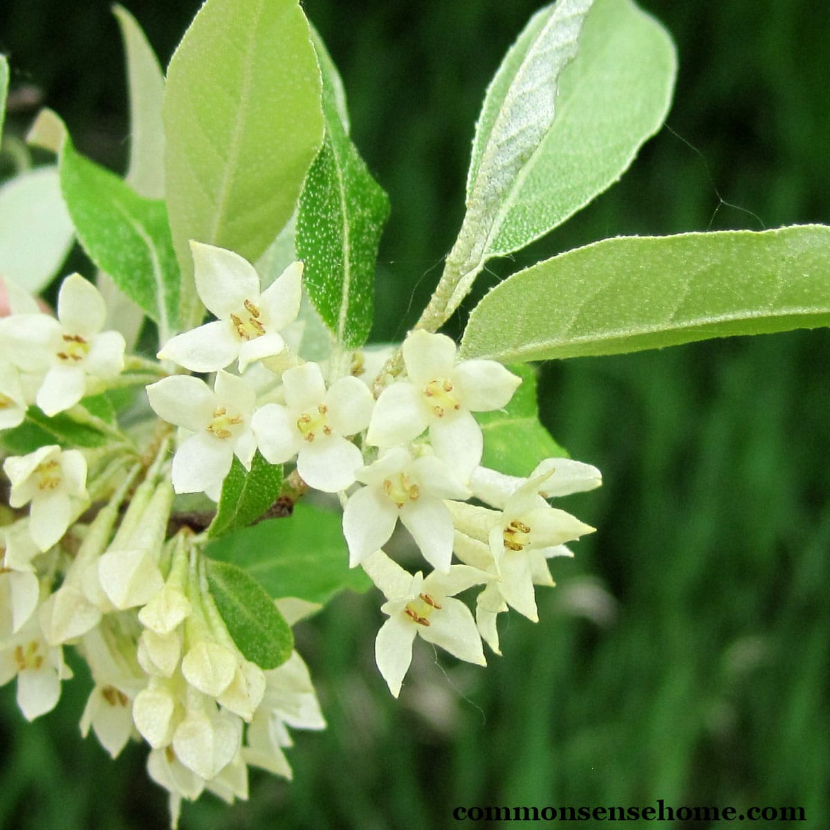 autumn olive flowers