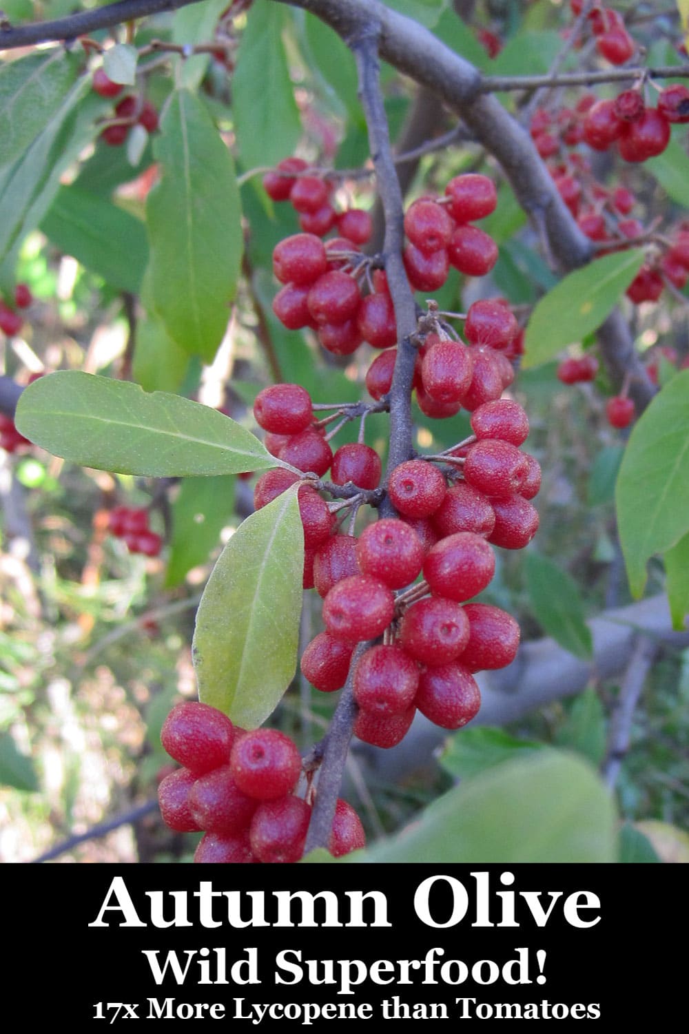 autumn olive wild superfood