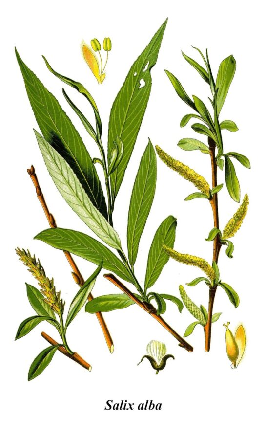 salix alba botanical drawing