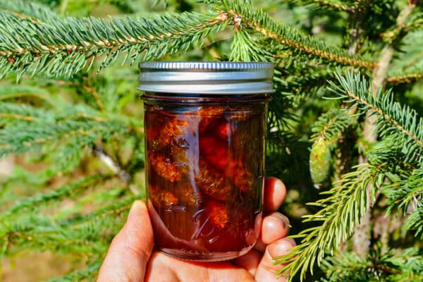 Sweet & Aromatic Pinecone Jam
