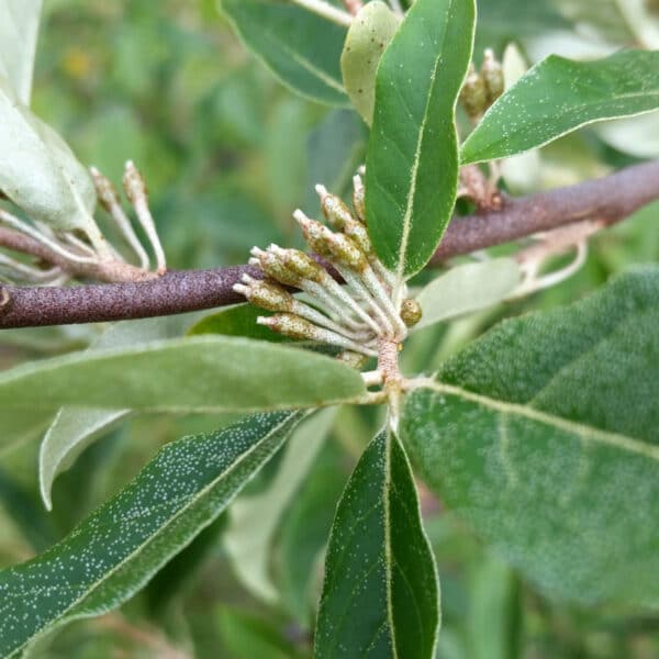 unripe Elaeagnus umbellata fruit