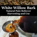 white willow bark natural pain reliever