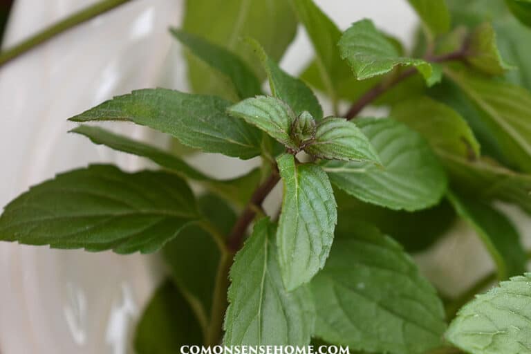 How To Use Mint Leaves For Food Medicine More how-to-use-mint-leaves-for-food-medicine-more