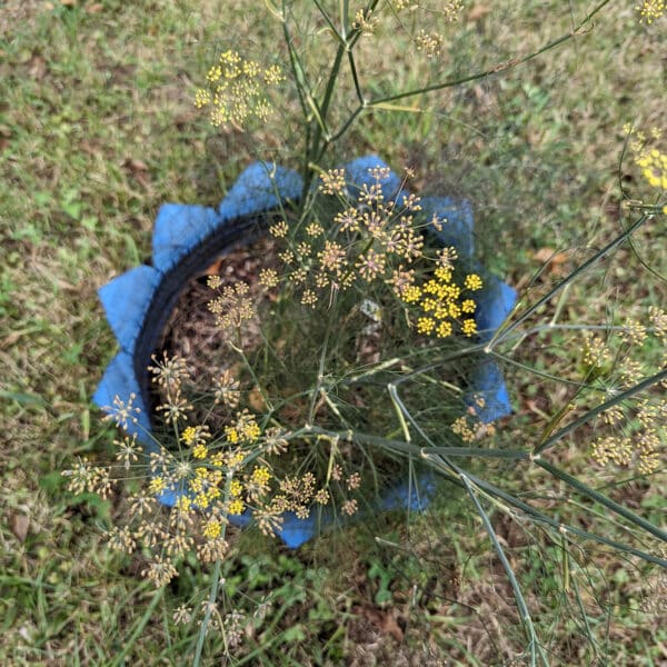 Foeniculum vulgare plant