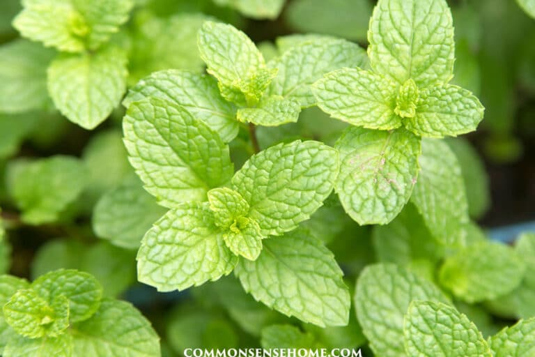 How to Grow Mint Plants (with Tips for Starting Cuttings)