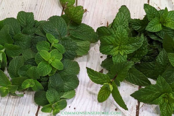 peppermint leaves and spearmint leaves