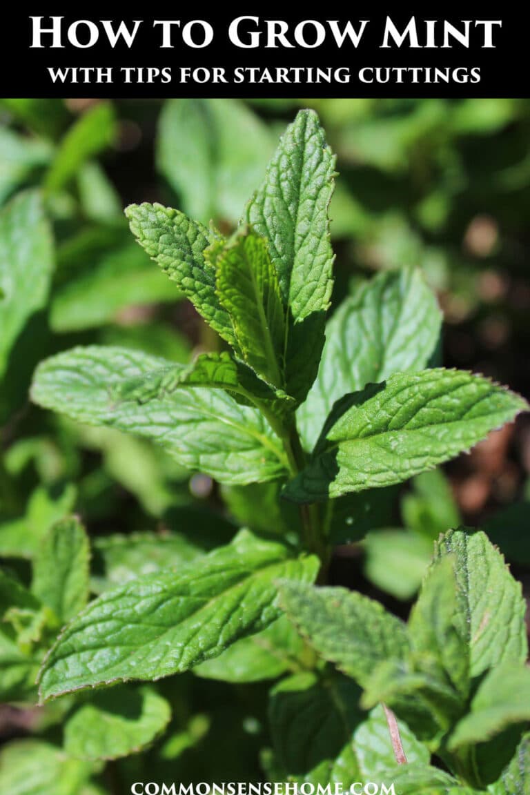 How to Grow Mint Plants (with Tips for Starting Cuttings)