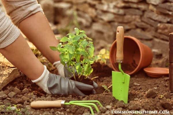 woman planting mint in the soil