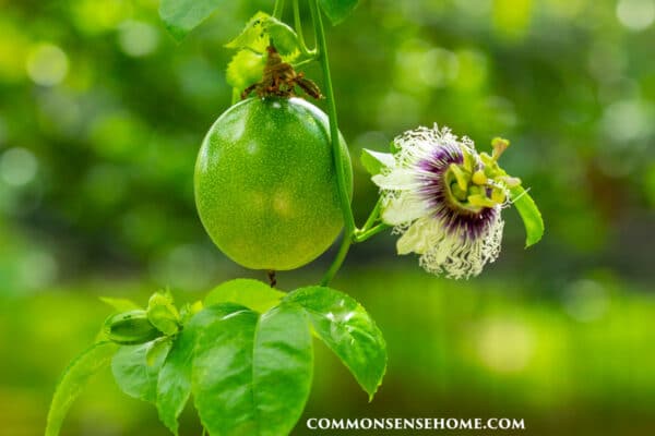 growing passionflower vine - Passiflora incarnata