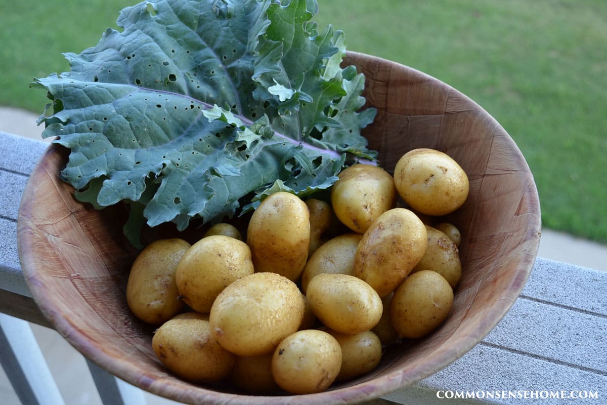 bowl of fresh kale and potatoes