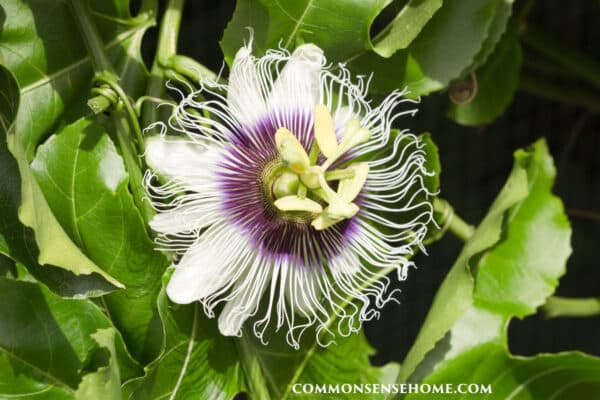 passionflower -Passiflora-incarnata