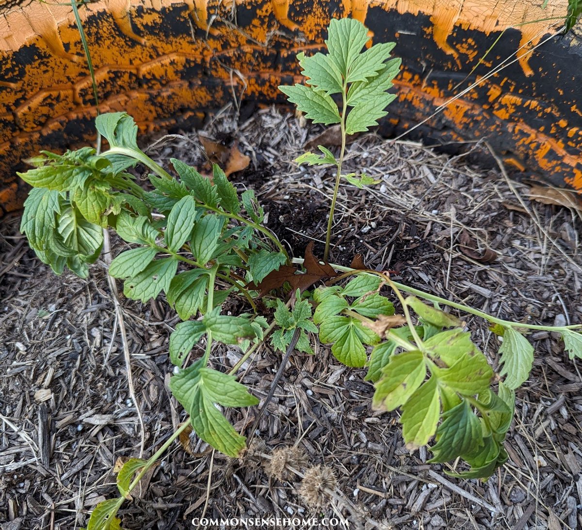 valerian plant